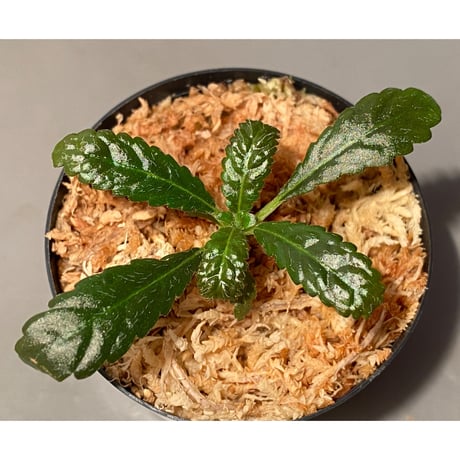 Nautilocalyx pemphidius
