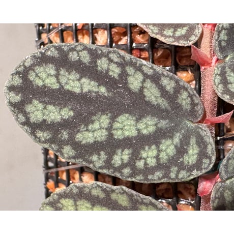 Pellionia pulchra "Siam Pink Moon"