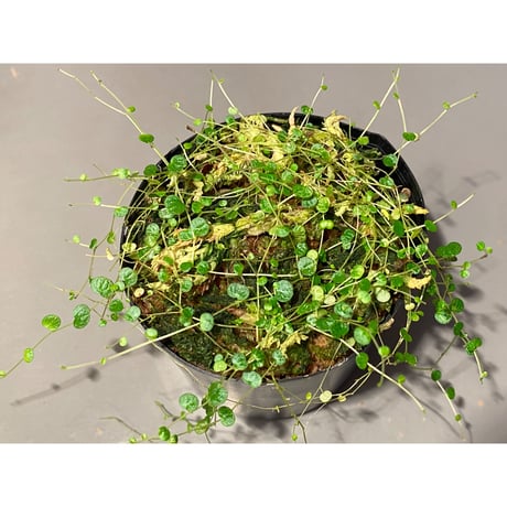 Pepeperomia emarginella from Colombia [LA0316-03]