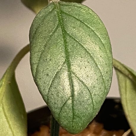 Acanthaceae gen. from Laos [LA]