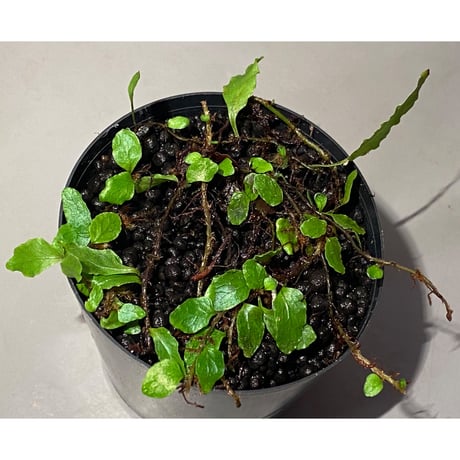 Microgramma heterophylla 伊藤蟻植物農園