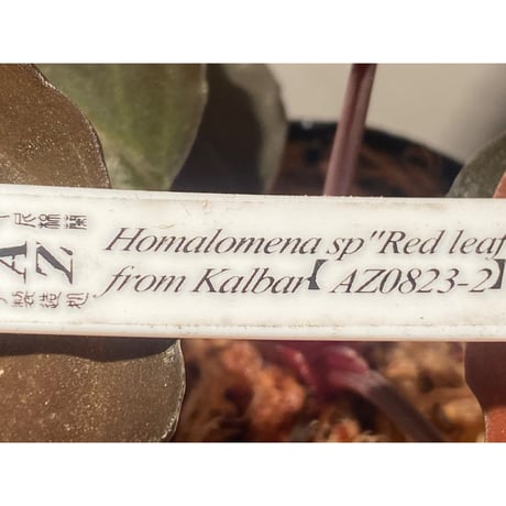 Homalomena sp. "Red leaf" from Kalbar [AZ0823-2]