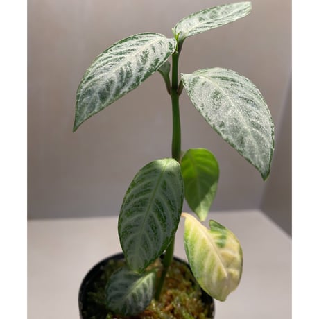 Acanthaceae gen. from Selangor alt 400 [TK050315]
