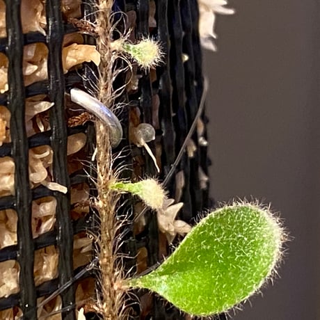 Pyrrosia nummularifolia from Santa Fe Luzon Philippines [KSB]