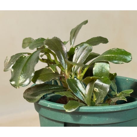 Bucephalandra sp. "Phantom" 問屋便