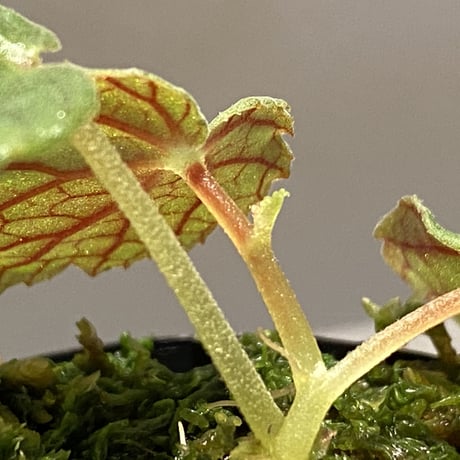 Begonia sinuata