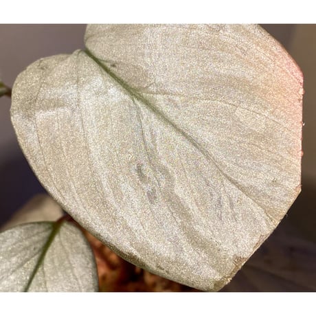 (大株) Homalomena sp. "Silver Bullet" from Pulau Lingga [AZ0917-1]