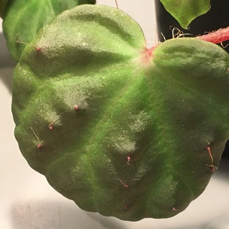 Begonia nahangensis from Na Hang [YH1117] TKタグ付き