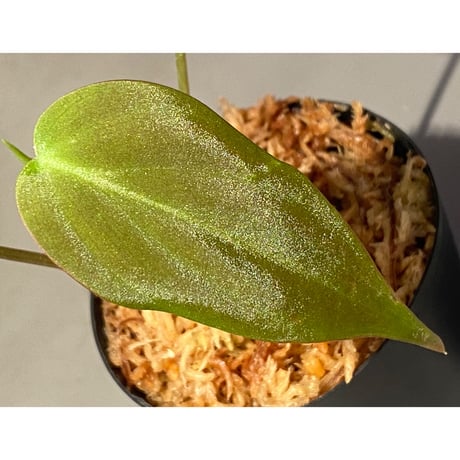 Philodendron micans