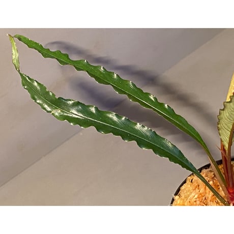 Schismatoglottis sp. "Dragon Tail" from Pangkalan Bun