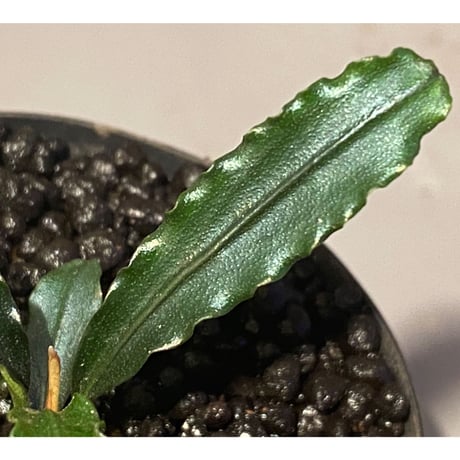 Bucephalandra sp. "MEDUSA"