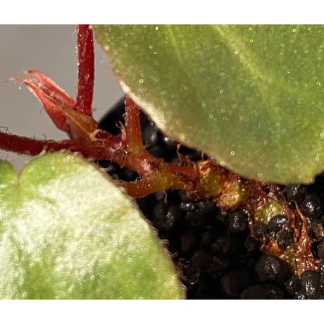 Begonia sp. f1 from Sumatera [NT ORCHID]