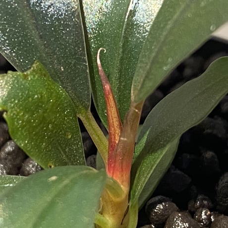 Bucephalandra sp. "Purple Blue"