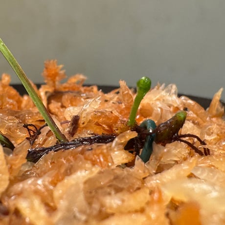 Davallia sp. from Sarawak