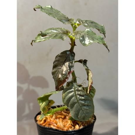 Ophiorriza sp. "鋼" from Aceh Selatan [HW0816-03]
