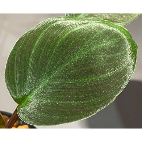 Homalomena sp. #9 from Sekadau [LA2013年] GN販売株