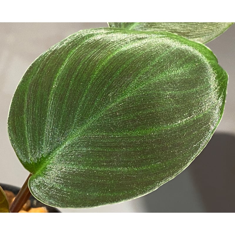 Homalomena sp. #9 from Sekadau [LA2013年] GN販売株