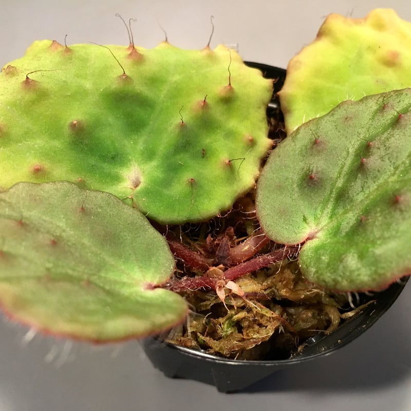 Begonia Nahangensis from Na Hang [YH1117 TK] |