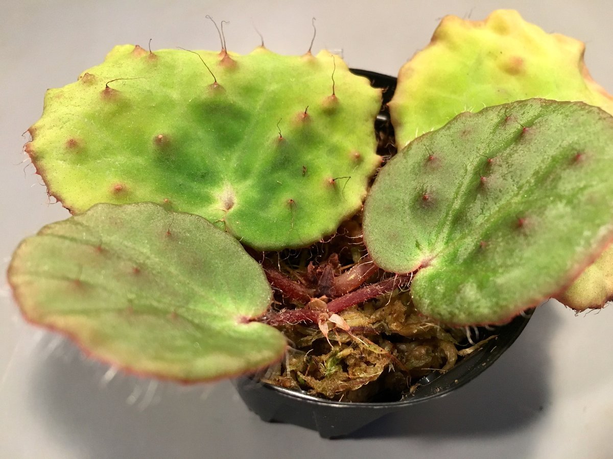 Begonia Nahangensis from Na Hang [YH1117 TK] |