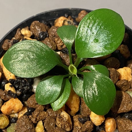 Homalomena sp. "Aceh selatan" Aceh Sumatra [TB]