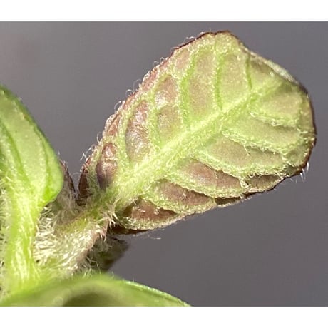 Cosmianthemum sp. from Sarawak