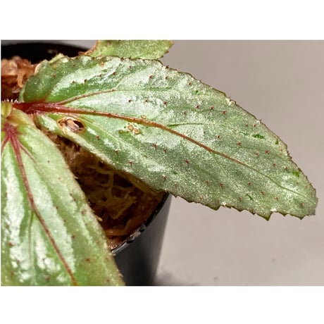 Begonia sp. from Balai Ringin [RIO]