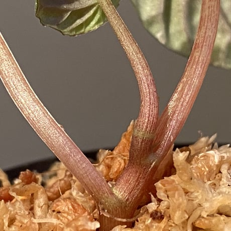 Peperomia meridiana from Ecuador [tanakay]