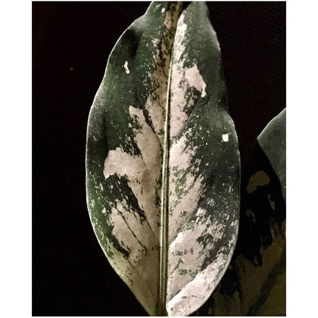 Aglaonema pictum A "しるば〜らいん" from Aceh sumatera [LA0217-04]