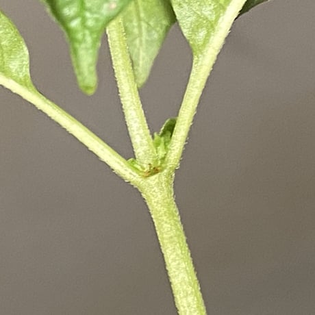 Ophiorrhiza sp. from Selangor [TK]