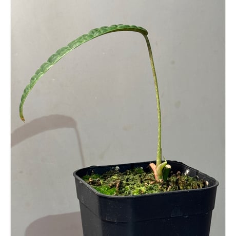 Anthurium cutucuense 伊藤蟻植物農園