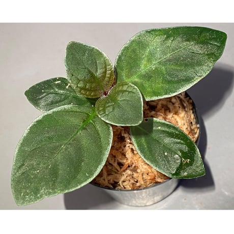 Cosmianthemum bullatum [LA0515-02]