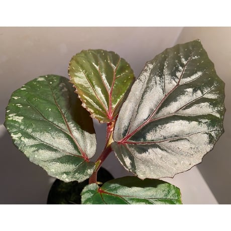 Begonia sp. from Sarawak