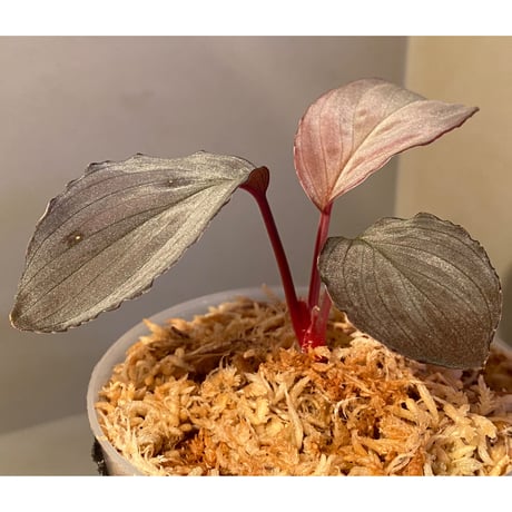 Homalomena sp. "Imperial Japanese Navy" from Resum P.Lingga [AZ0517-11] ③