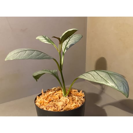 Acanthaceae gen. from Laos [LA]