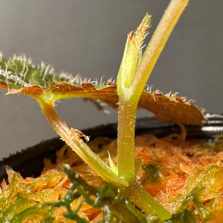 Begonia sp. from Kapuas hulu