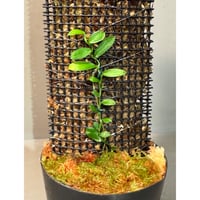 Pothos scandens from Khlong Yai Trat Thailand