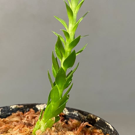 Phlegmariurus phlegmarioides Aimas, Sorong, West Papua 伊藤蟻植物農園
