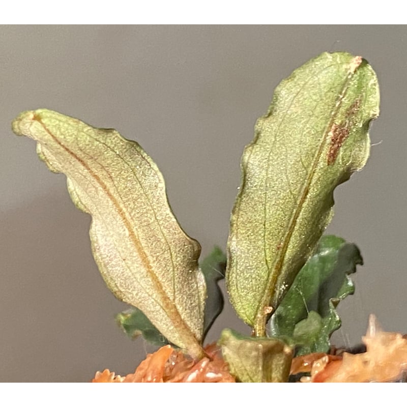 Bucephalandra sp.“Sintang-5D Diablo” Буцефаландра Bucephalandra sp.Sintang West Kalimantan