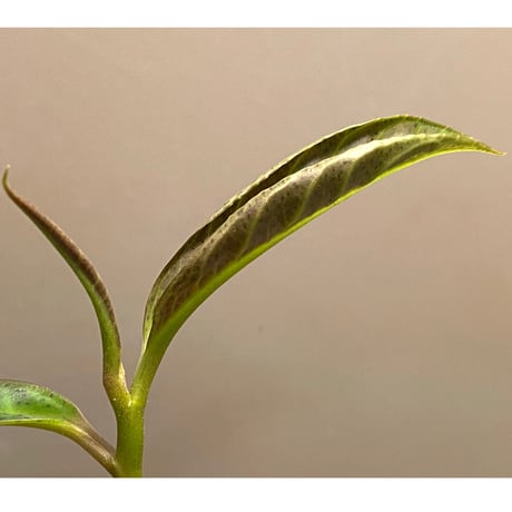 Labisia sp.  "Padang sidempuan"  Sumatera utara [TB]