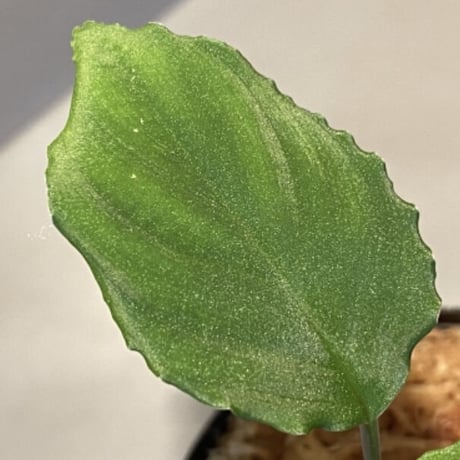 Homalomena sp. from Mt. Besar [LA0219-02]
