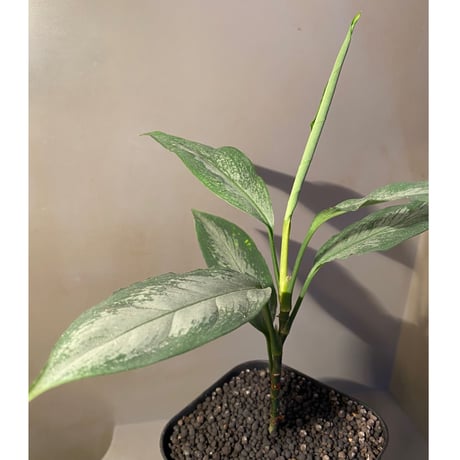 Aglaonema nebulosum from Kuala Rompin [TK220916-2]