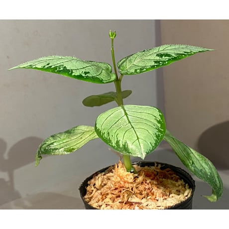 Gymnostachyum sp. "type C" from Aceh Selatan [HW0816-02]