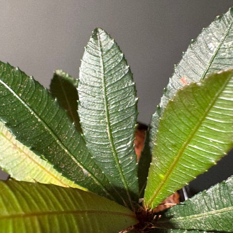 Sauvagesia serrata from West Kalimantan ①