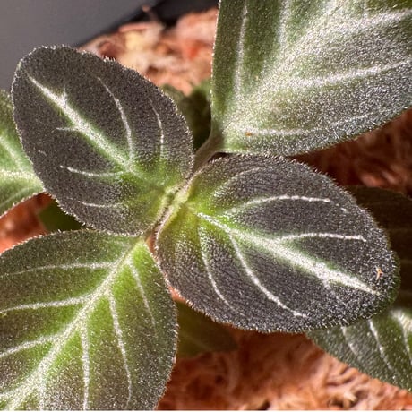 Gesneriaceae gen. from Kalimantan Barat
