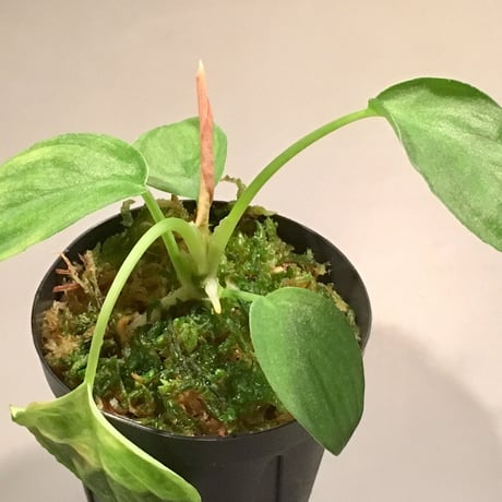 Homalomena sp. Diamond dust from Malay Peninsula [KN]