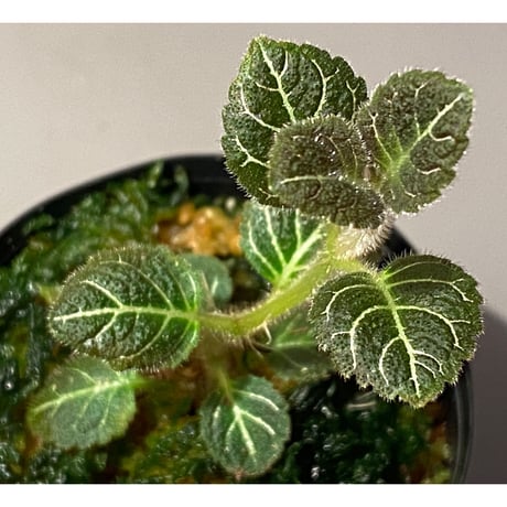 Pearcea hypocyrtiflora from Rio Napo Ecuador [tanakay] 赤葉脈