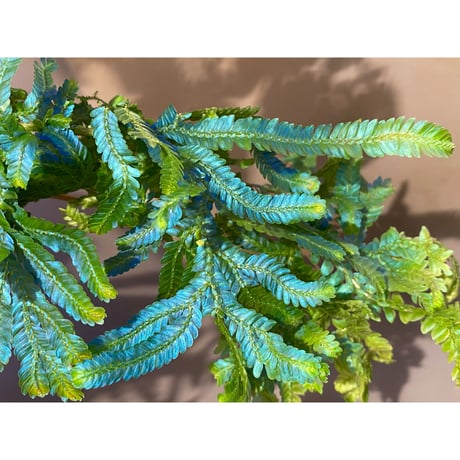 (大株) Selaginella sp.Pahang ①