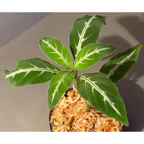 Ruellia devosiana from Brazil