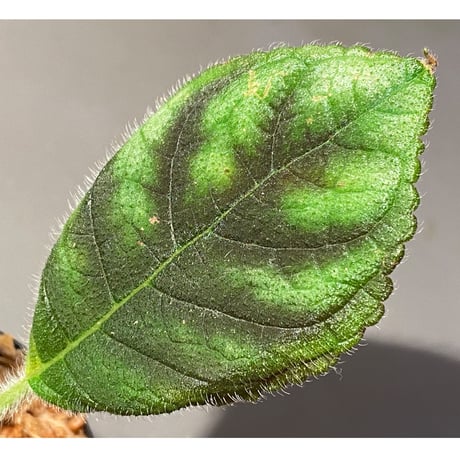Kohleria inaequalis from Ecuador