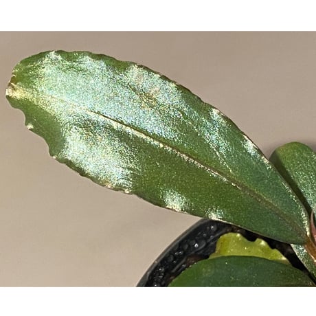 Bucephalandra sp. "Apple-Leaf" from Kota Baru Timur-1 [AZ0311-11]